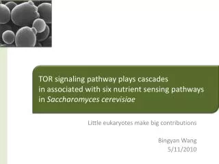 Little eukaryotes make big contributions Bingyan Wang 5/11/2010