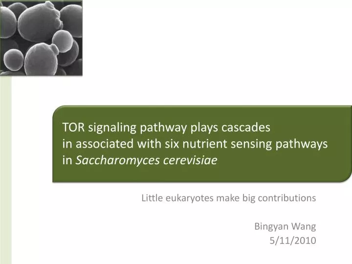 little eukaryotes make big contributions bingyan wang 5 11 2010