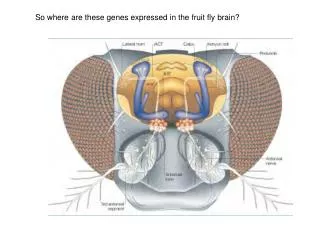 So where are these genes expressed in the fruit fly brain?