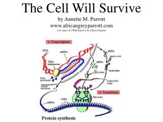 The Cell Will Survive by Annette M. Parrott www.africangreyparrott.com to to tune of I Will Survive by Gloria Gaynor