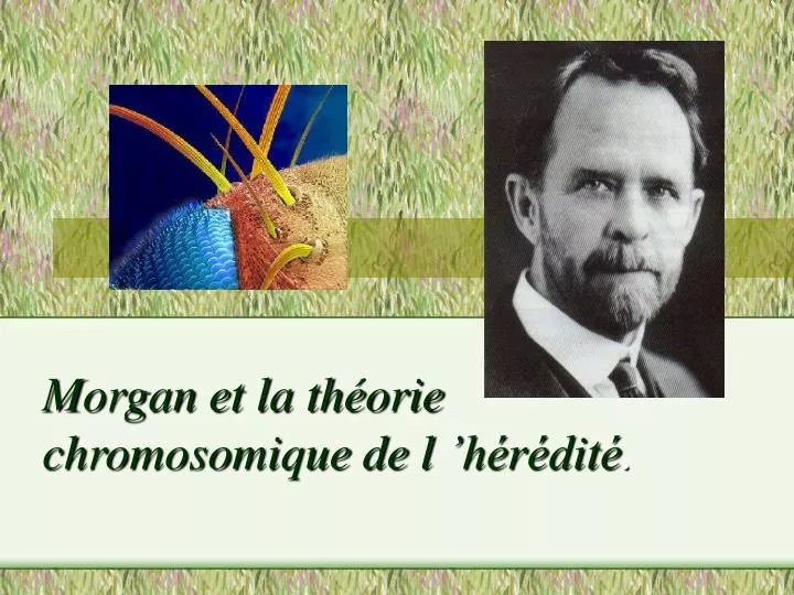 morgan et la th orie chromosomique de l h r dit