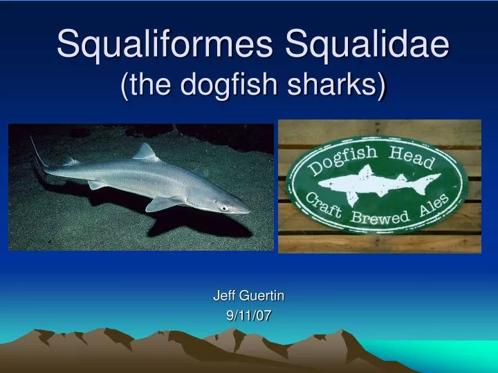 squaliformes squalidae the dogfish sharks