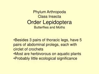 Phylum Arthropoda Class Insecta Order Lepidoptera Butterflies and Moths