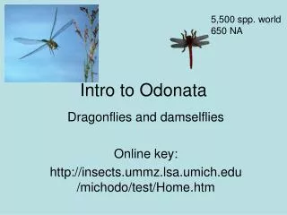 Intro to Odonata