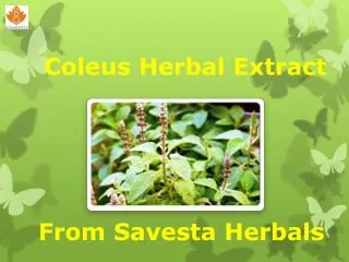 Coleus Herbal Extract from Savesta Herbals