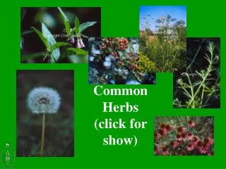 Common Herbs (click for show)
