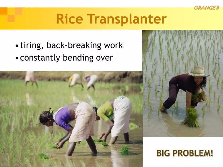 rice transplanter