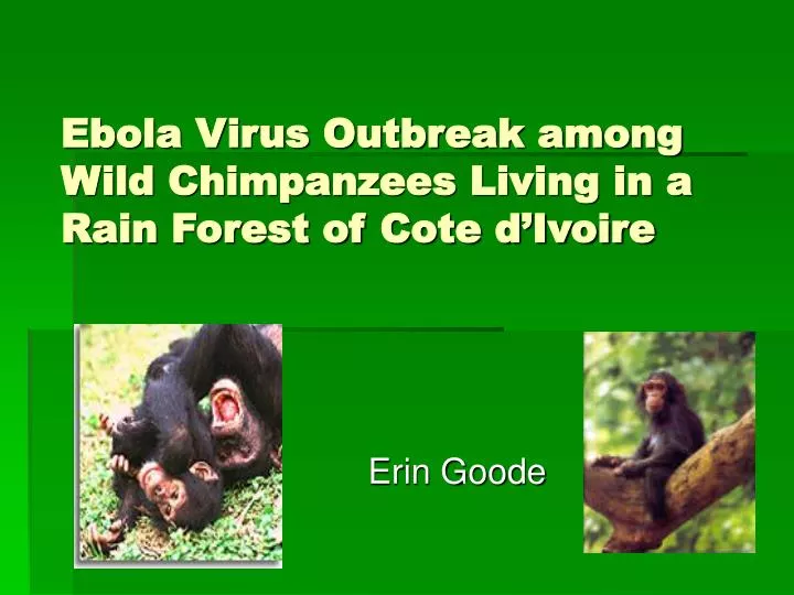 ebola virus outbreak among wild chimpanzees living in a rain forest of cote d ivoire
