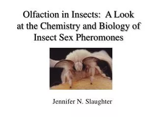 Olfaction in Insects: A Look at the Chemistry and Biology of Insect Sex Pheromones
