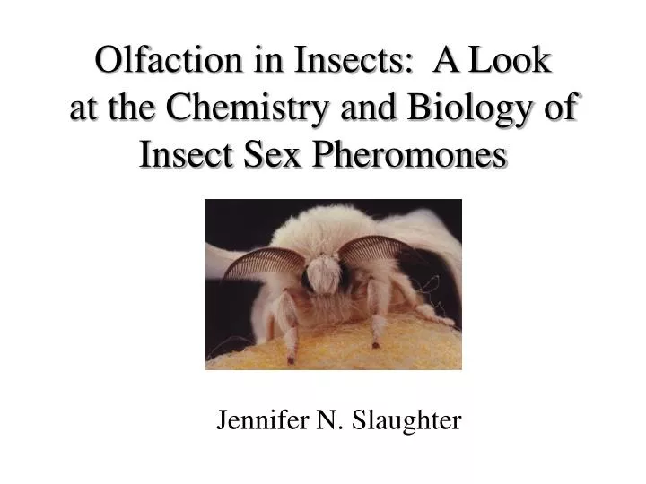 olfaction in insects a look at the chemistry and biology of insect sex pheromones