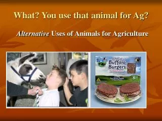 What? You use that animal for Ag?