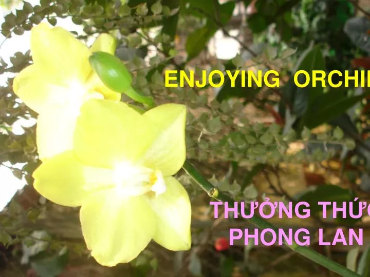 enjoying orchid