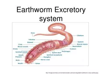Earthworm Excretory system
