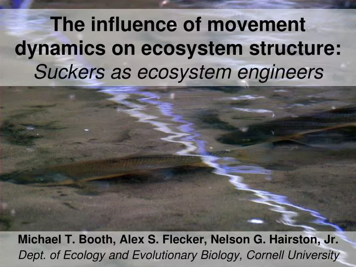 the influence of movement dynamics on ecosystem structure suckers as ecosystem engineers