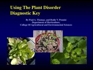 Using The Plant Disorder Diagnostic Key