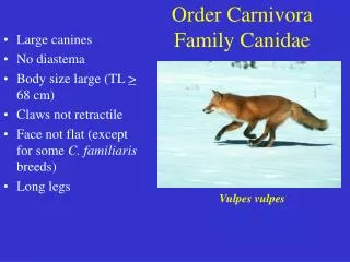 Order Carnivora Family Canidae