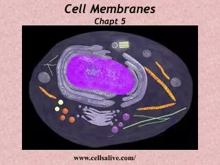 Cell Membranes Chapt 5