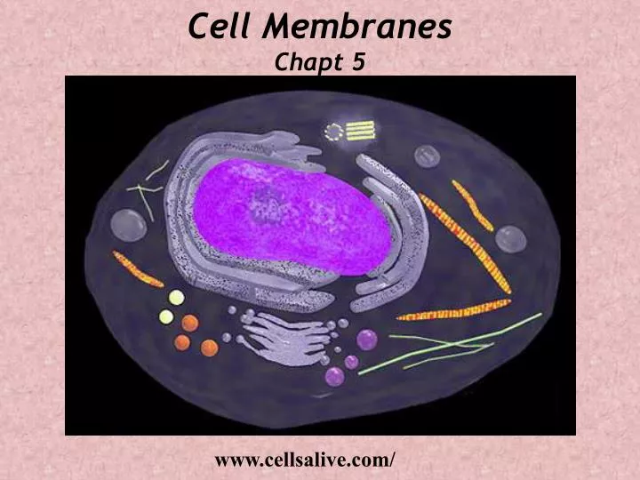 cell membranes chapt 5