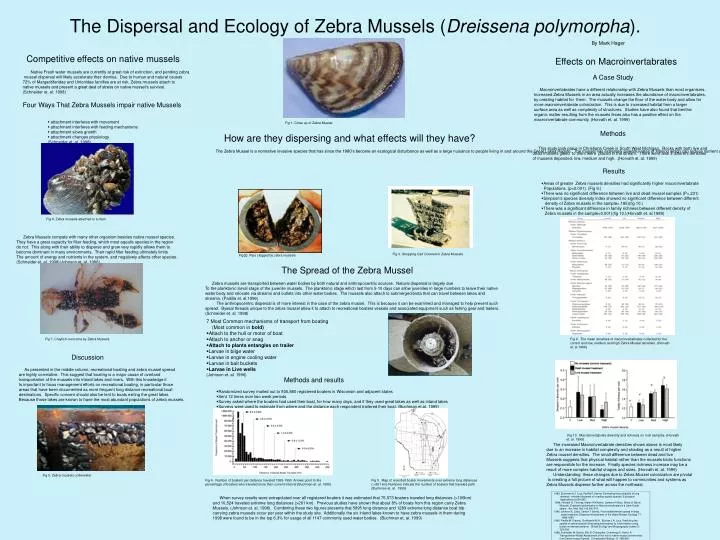 the dispersal and ecology of zebra mussels dreissena polymorpha