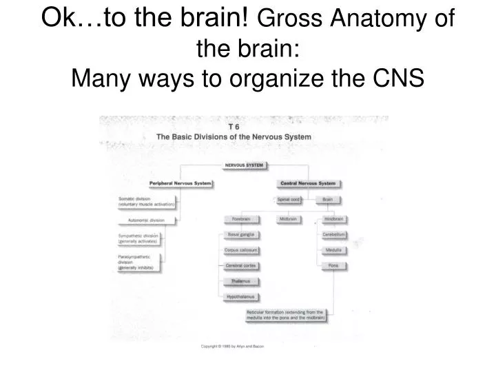 ok to the brain gross anatomy of the brain many ways to organize the cns