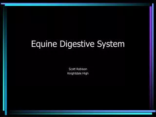 Equine Digestive System