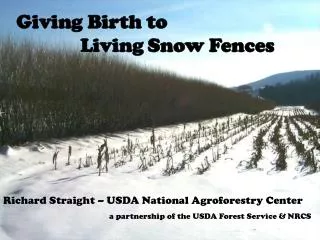 Giving Birth to 		Living Snow Fences