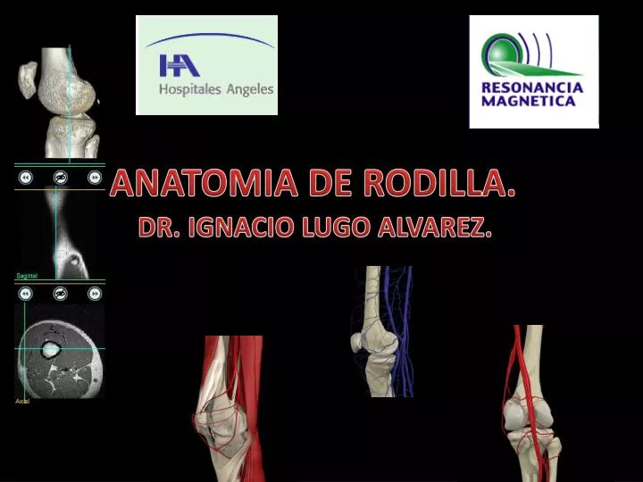 anatomia de rodilla