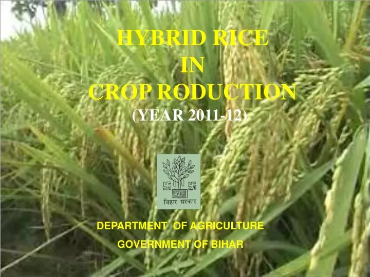hybrid rice in crop roduction year 2011 12