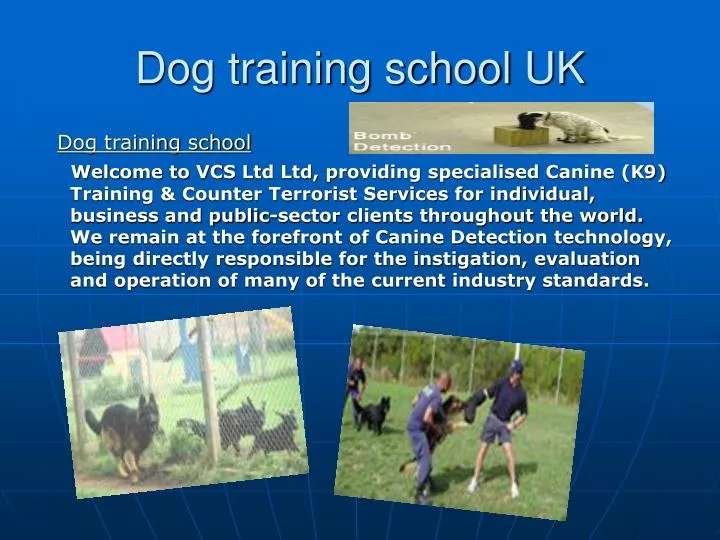 dog training school uk