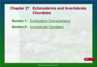 Section 1: Echinoderm Characteristics