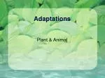 Adaptations - slide 1