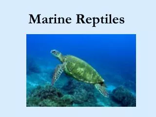 Marine Reptiles