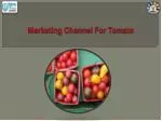 Marketing Channel For Tomato - slide 1
