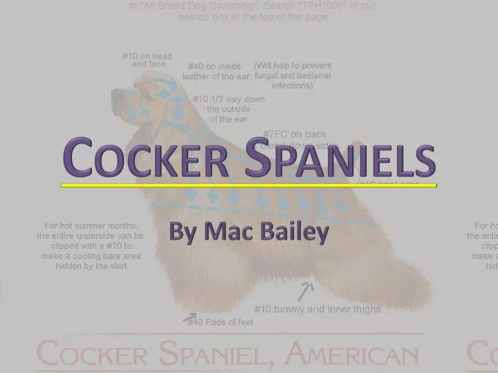 cocker spaniels