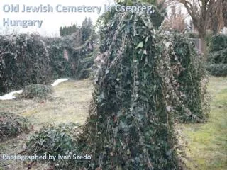 Old Jewish Cemetery in Csepreg, Hungary