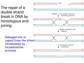The repair of a double-strand break in DNA by homologous end-joining.