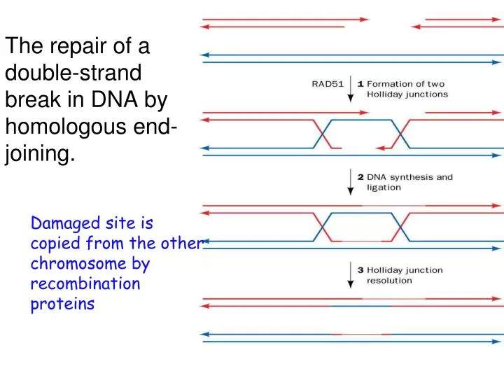the repair of a double strand break in dna by homologous end joining