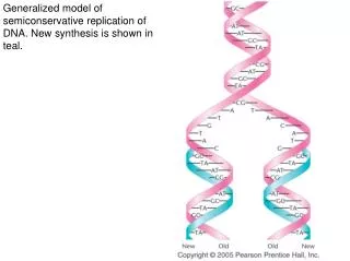 Generalized model of semiconservative replication of DNA. New synthesis is shown in teal.