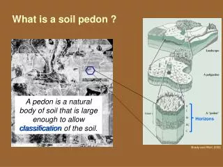What is a soil pedon ?