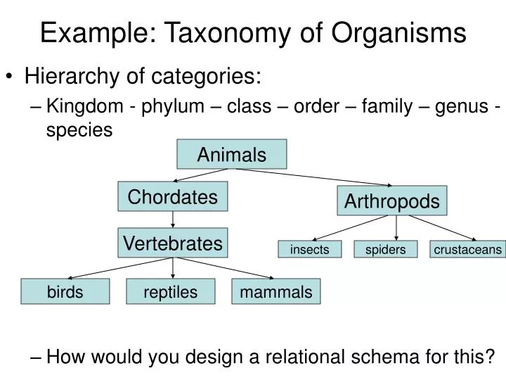example taxonomy of organisms
