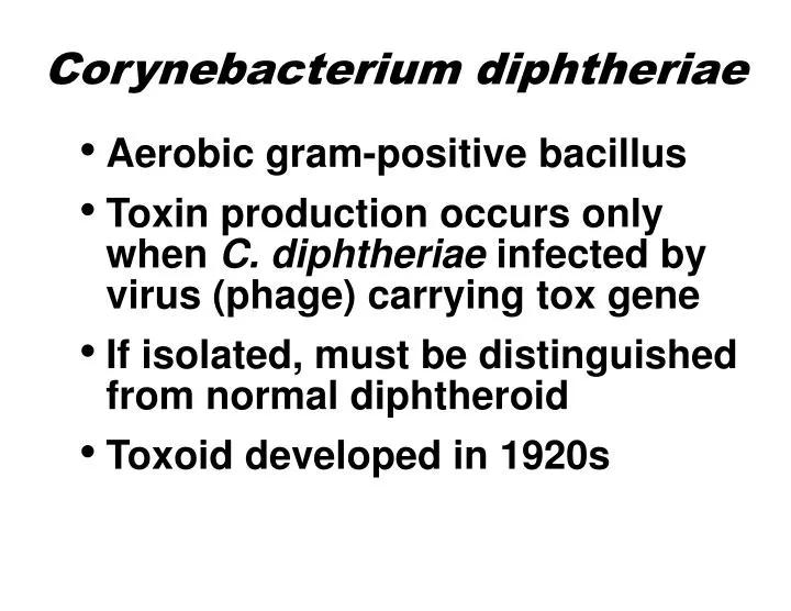 corynebacterium diphtheriae