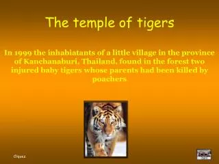 Wat Pha Luang Ta Bua The temple of tigers