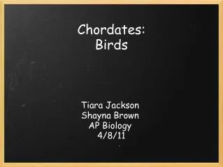 Chordates: Birds