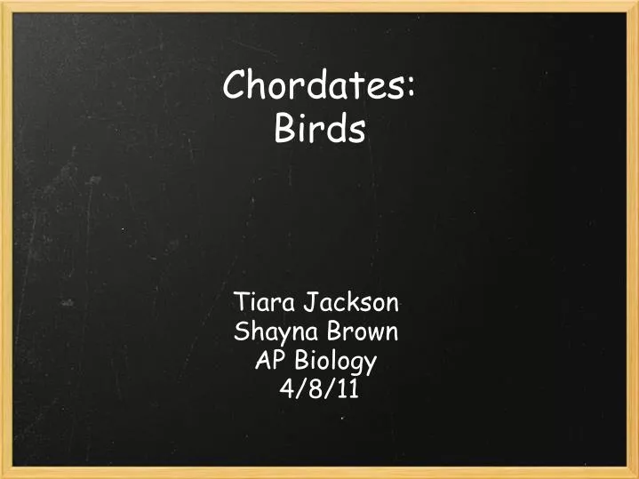 chordates birds