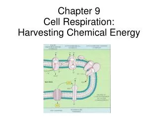 Chapter 9 Cell Respiration: Harvesting Chemical Energy