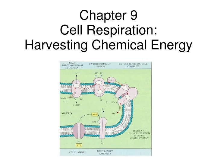 chapter 9 cell respiration harvesting chemical energy