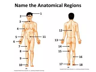 Name the A natomical Regions