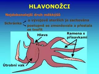 hlavono ci