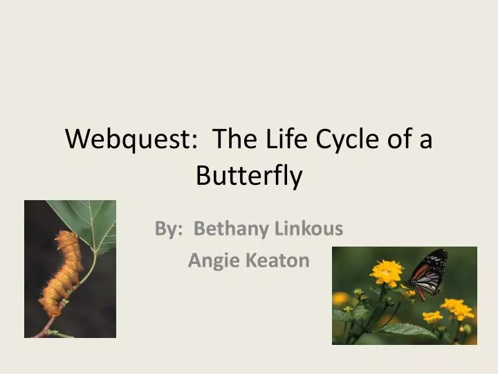 webquest the life cycle of a butterfly