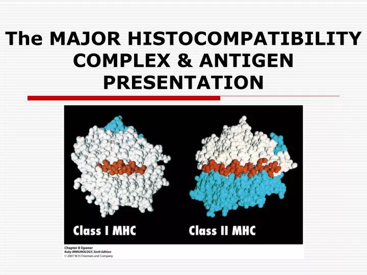 the major histocompatibility complex antigen presentation
